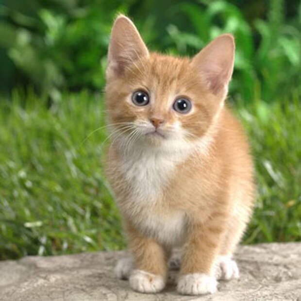 Как правильно содержать кошек?