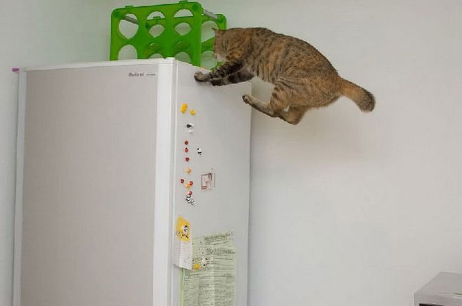 Кошки в полете