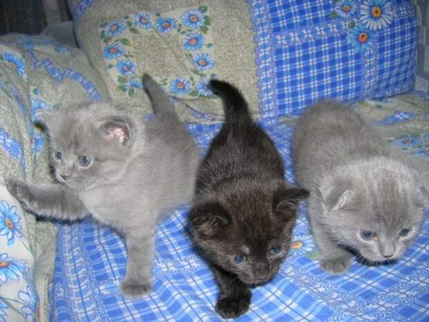 3 котенка 3 котенка