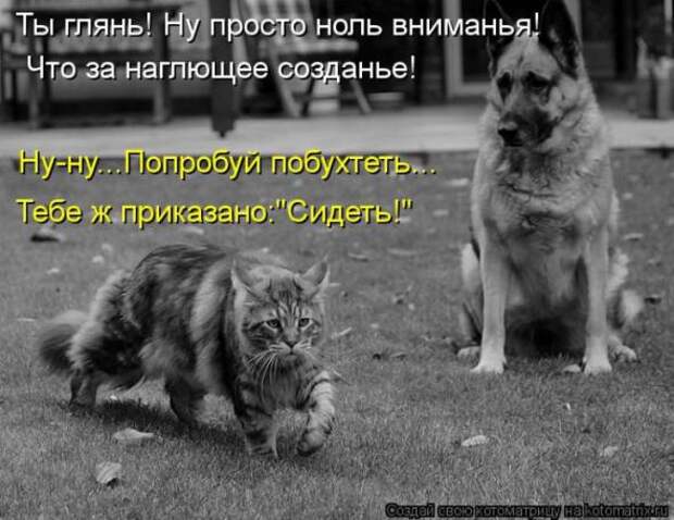 Котоматрицы(картинки с надписями)