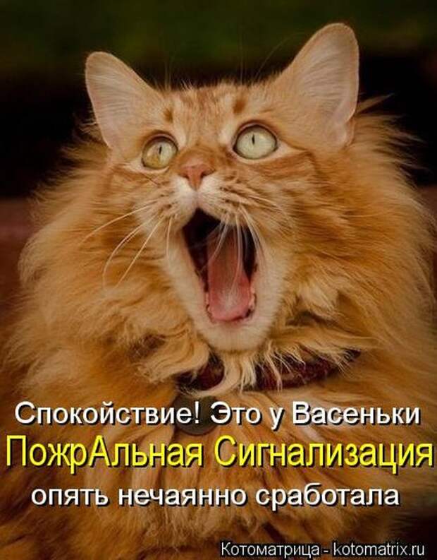 Котоматрицы (картинки с подписями)