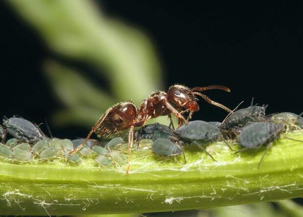 Это универсальное средство заставить тлю и муравьев сбежать навсегда: нужно добавить всего 1 ложку продукта на ведро воды