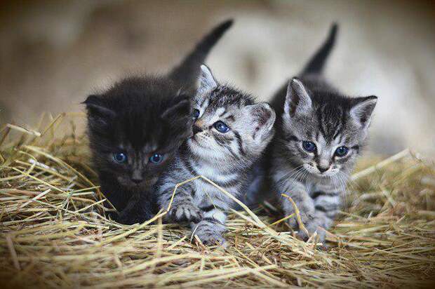 Котята. Фото: pixabay.com
