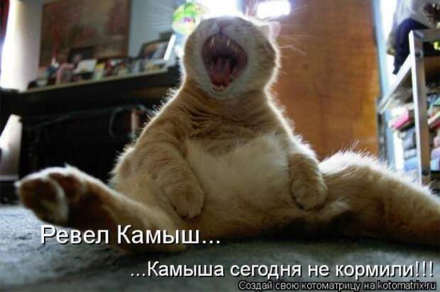 Котоматрицы(картинки с надписями)