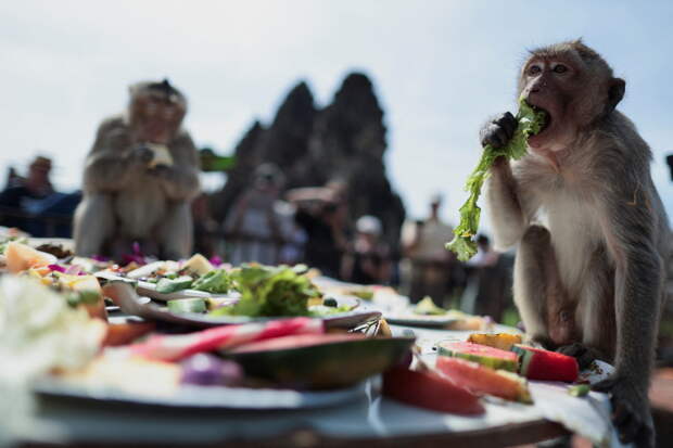 Россиян за границей призвали не контактировать с приматами