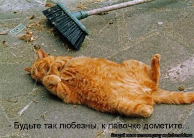 Котоматрица для ночных посетителей Поржать.ру