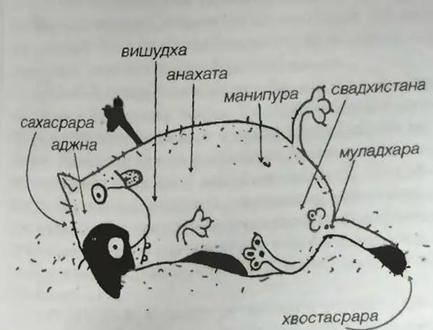 Чакра прикола. Чакры кота. Устройство кота. Чакры у котов. Схема кота.