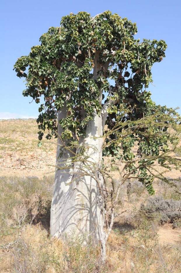 4557501_Dendrosicyossocotrana (465x700, 315Kb)