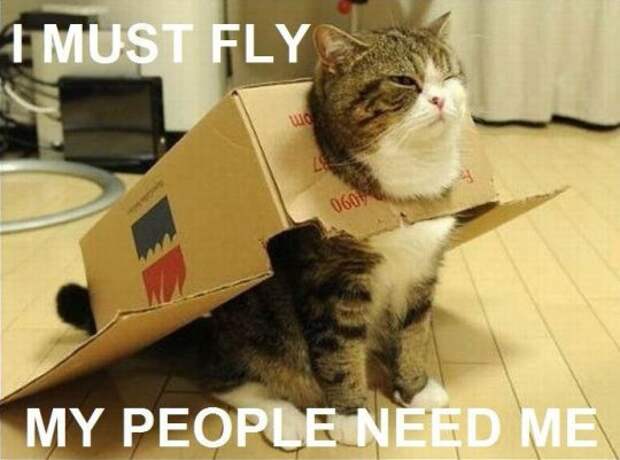 В самолетах покажут котиков и собачек