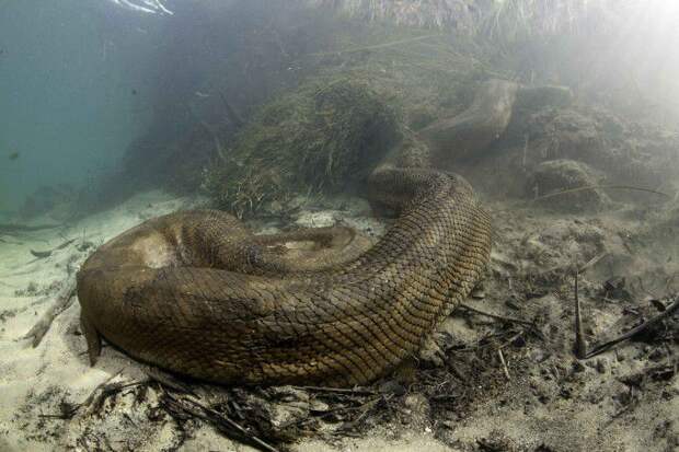 Шокирующие кадры гигантской анаконды змеи, анаконда, ужас, животные