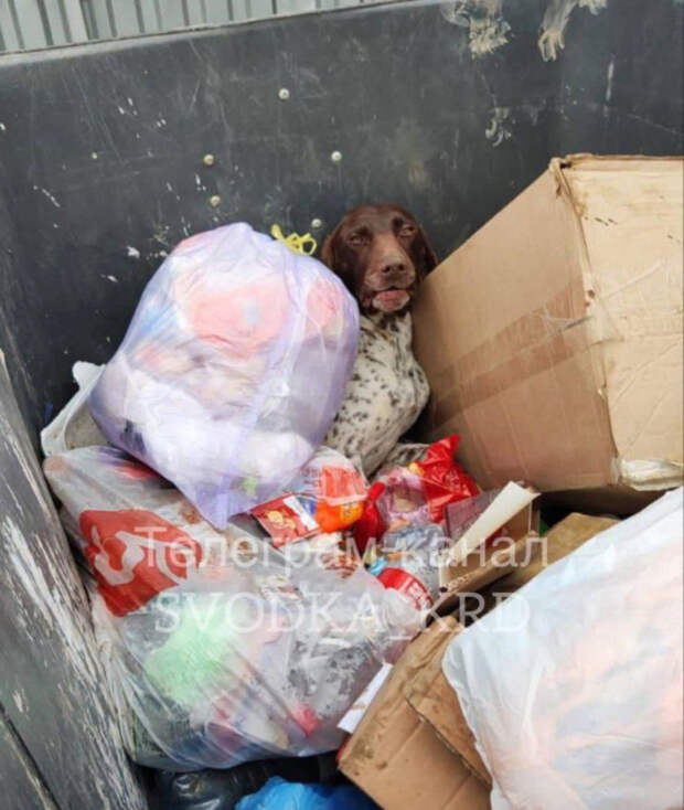 Ужасный! Кричащий  случай на Кубани:  выкинули вместе с мусором