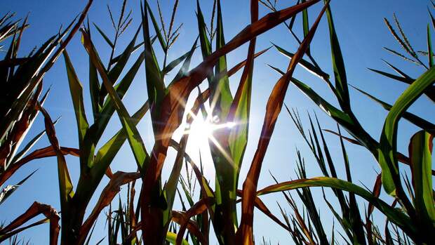 "Идеальный шторм": война в Иране нанесла серьезный удар по фермерам в США