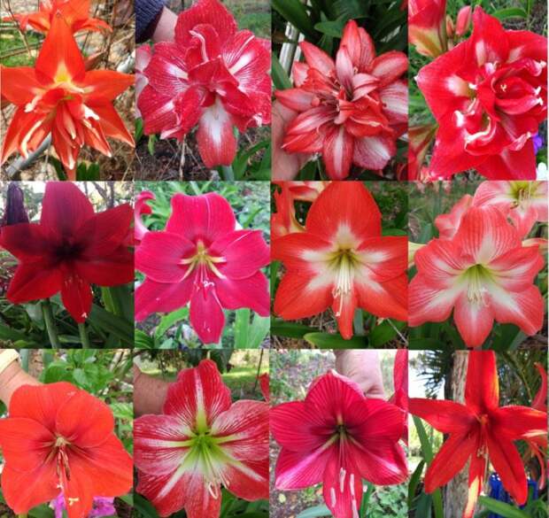 Комнатный цветок Hippeastrum: уход в домашних условиях