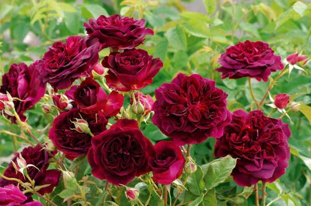 Английские пионовидные розы от DAVID AUSTIN. Блог пользователя dzuranri1980 на 7я.ру
