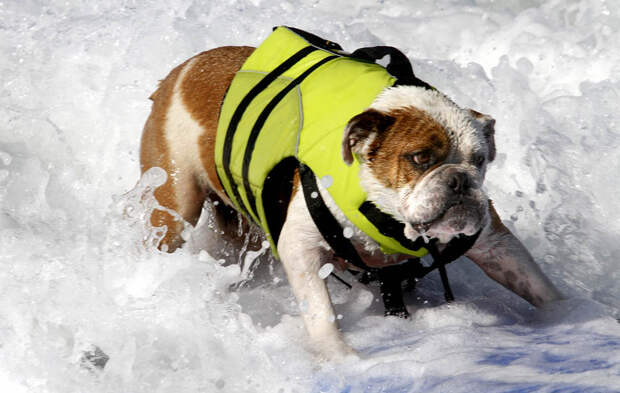 Соревнование по серфингу среди собак dogssurfing 1 Соревнование по серфингу среди собак