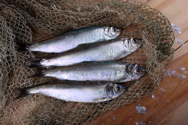 Вылов одного вида рыбы в России оказался рекордным