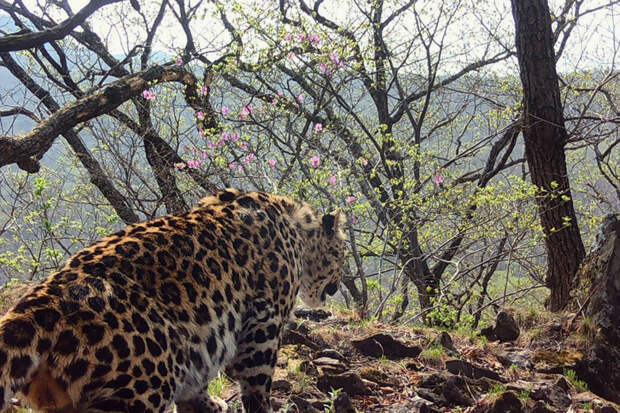 Леопард в поисках возлюбленной отправился за розовыми цветами в России