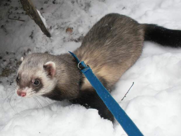 Ferret
