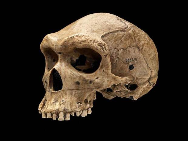 Загадка доисторических черепов с пулевыми отверстиями