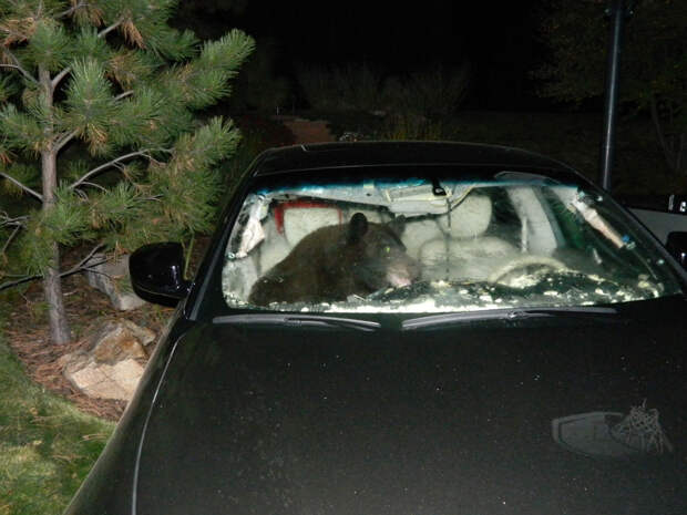 Медведь, готовясь к зимней спячке, залез в машину и порвал в клочья интерьер в поисках еды, штат Колорадо, США, 6 октября 2014 г. (Фото: AP Photo/Douglas County Sheriff's Office)