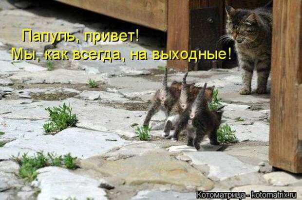 Котоматрицы(картинки с надписями)