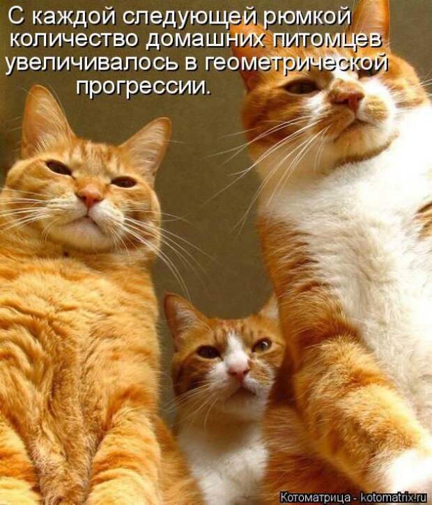 Котоматрицы (картинки с надписями)
