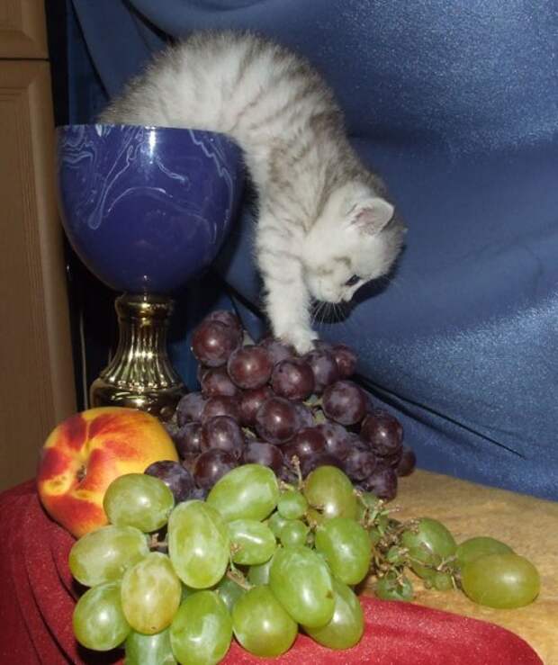 Забавно (40фоток)