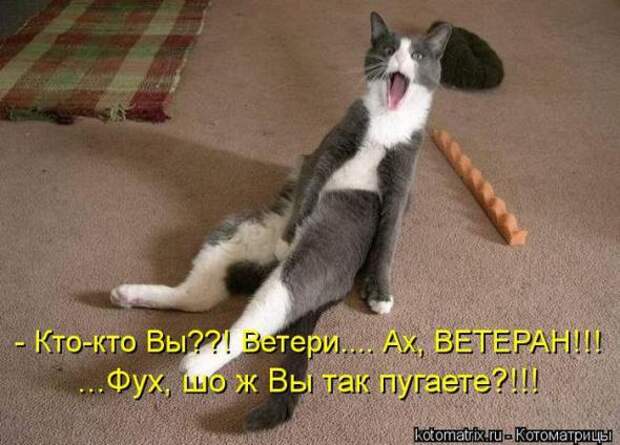 Котоматрицы(картинки с надписями)