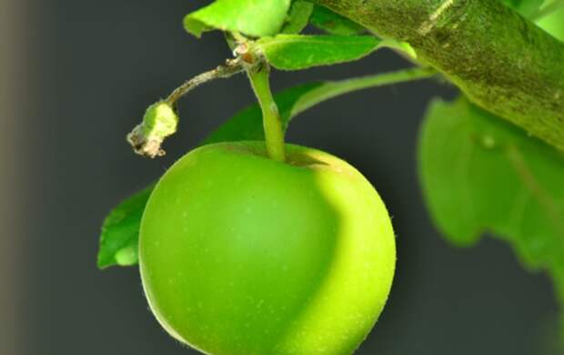 Кому и почему нельзя есть яблоки, рассказали диетологи