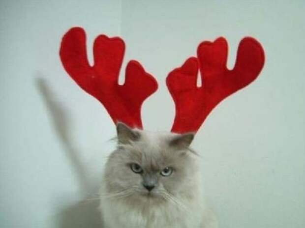 Коты на Новый год