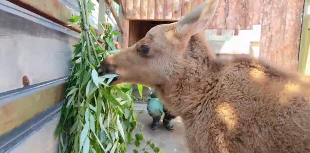Сотрудники барнаульского зоопарка рассказали о пополнении