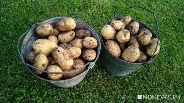 На Южном Урале увеличили сбор картофеля и овощей