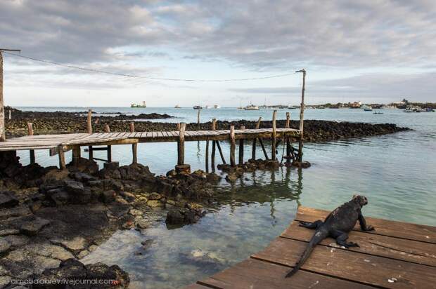 Галапагосы. Остров Санта Фе galapagos11 Галапагосы. Остров Санта Фе