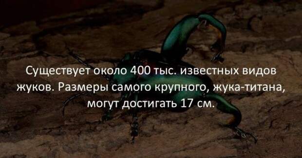 Интересные факты