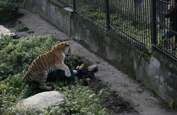Тигр напал на сотрудницу зоопарка в Калиниграде