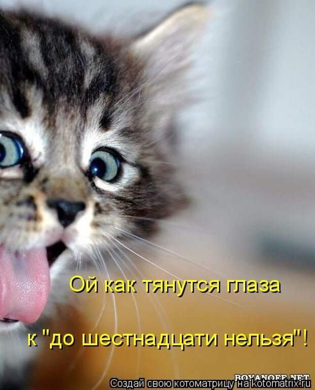 Лучшие котоматрицы недели