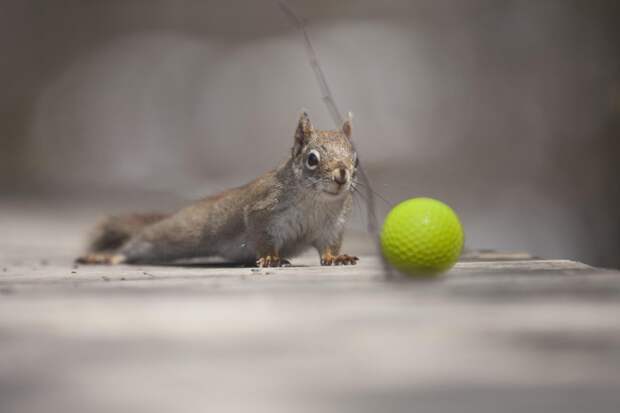 Фотография забавная жизнь белок Andre Villeneuve Фотография забавная жизнь белок Andre Villeneuve