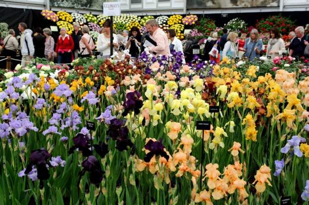 Выставка цветов «Chelsea Flower Show 2014»