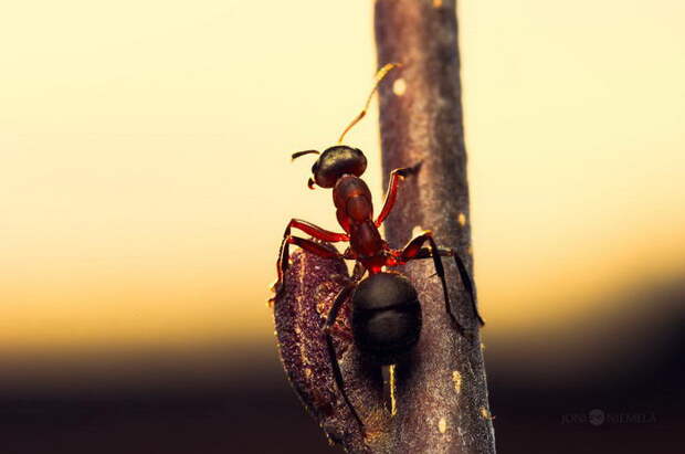 Жизнь муравьев в фотографиях Joni Niemela