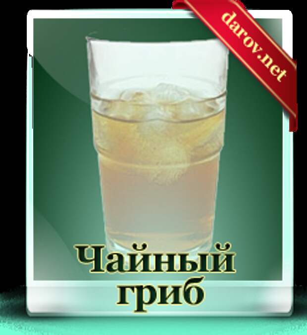 чайный гриб