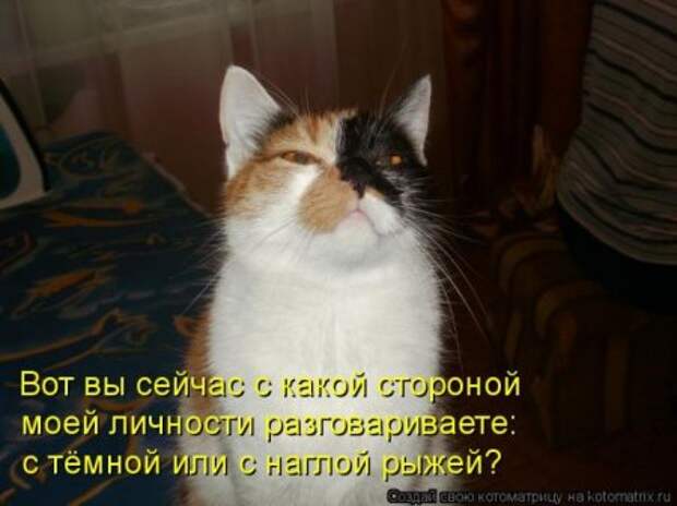 Котоматрица для ночных посетителей Поржать.ру