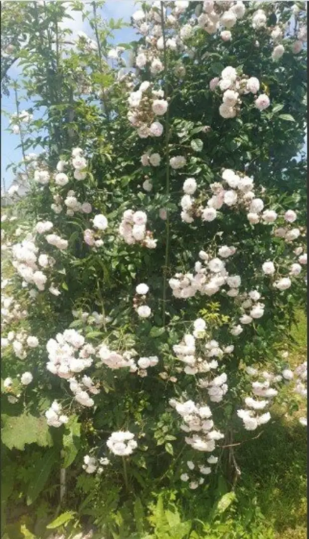 Плетистые розы без шипов: сорта, которые я посажу