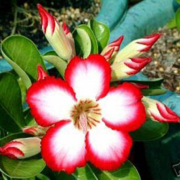 Адениум – Adenium 