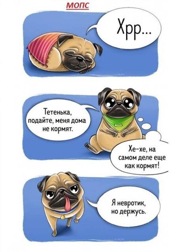 Весёлый гид по породам собак Породы собак, особенности пород, собаки, юмор