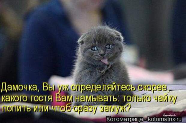 Котоматрицы(картинки с надписями)