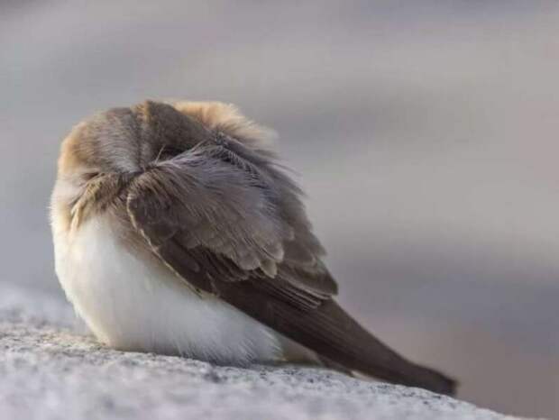 Почему некоторые птицы готовы пожертвовать своей жизнью во имя сна?