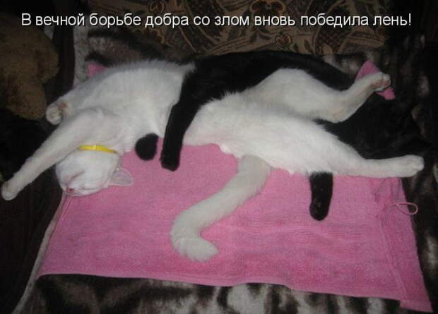 Котоматрицы (50 штук) Котоматрицы (50 штук)