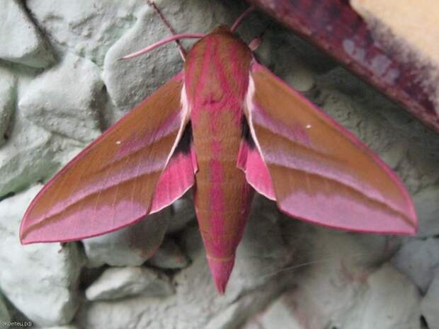 Средний винный бражник (Deilephila elpenor)