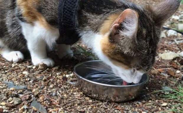 Слепая кошка, которая любит походы