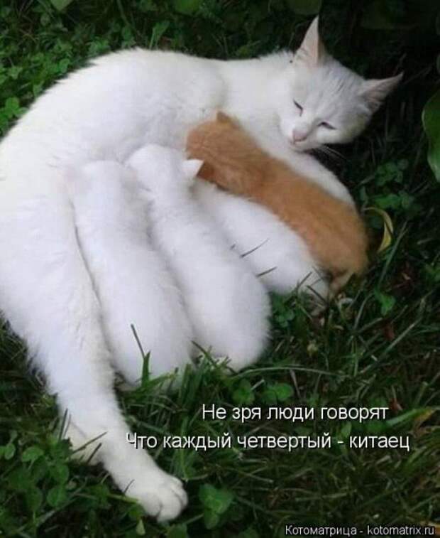 Свежая котоматрица (33 фото)